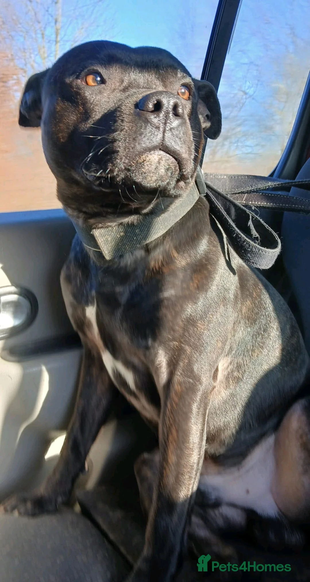 Staffordshire Bull Terrier dogs for stud: Available for stud - Advert 2