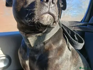 Staffordshire Bull Terrier dogs Available for stud - Advert 1