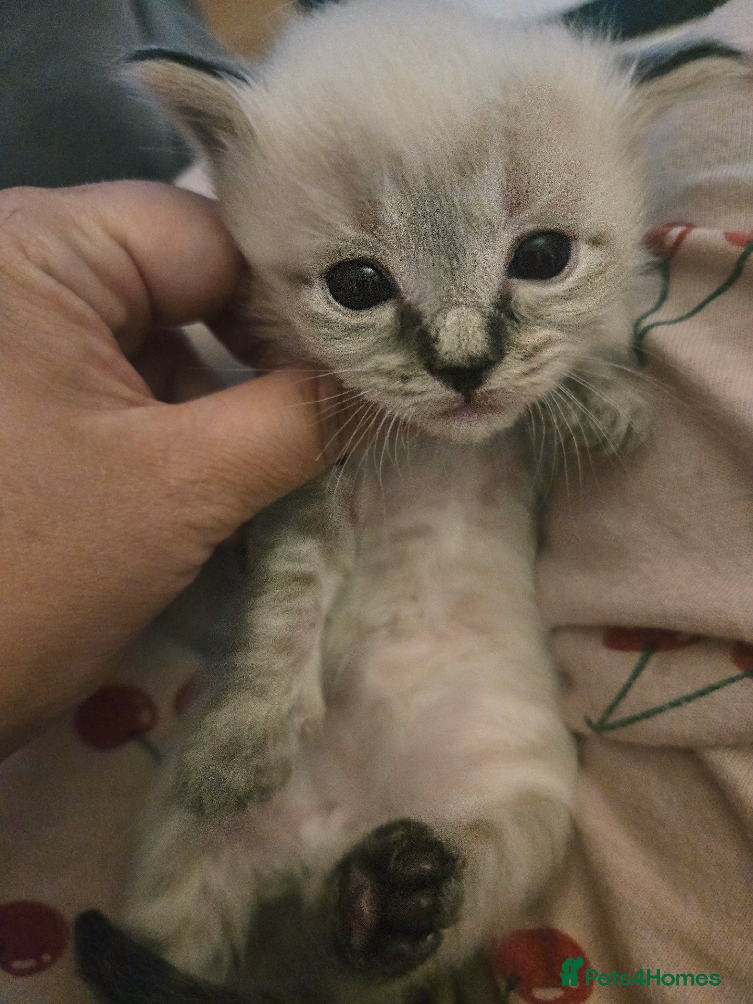 Ragdoll cats for sale: Stunning litter of Purebred Ragdoll kittens - Advert 12