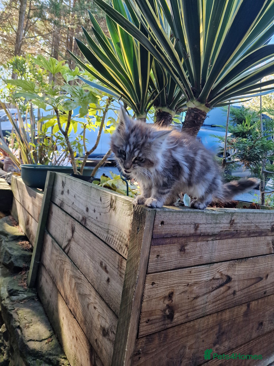 Maine Coon cats for sale: Beautiful male maine coon  - Image 9