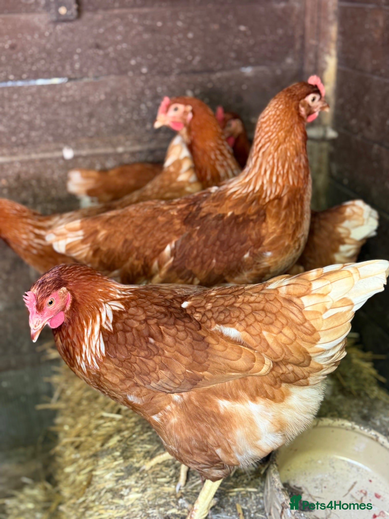 Chickens poultry Urgent Adoption: 11 Brown Layers (19 Weeks POL) 🐔 - Advert 16