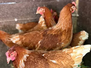 Chickens poultry Urgent REHOMING 80 Brown Layers (20 Weeks POL) 🐔 - Advert 1