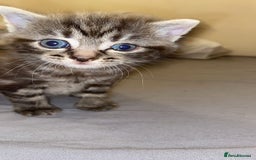 American Shorthair cats for sale: Kittens for Sale - Image 6