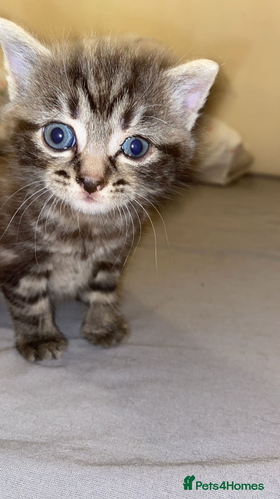 American Shorthair cats for sale: Kittens for Sale - Image 6