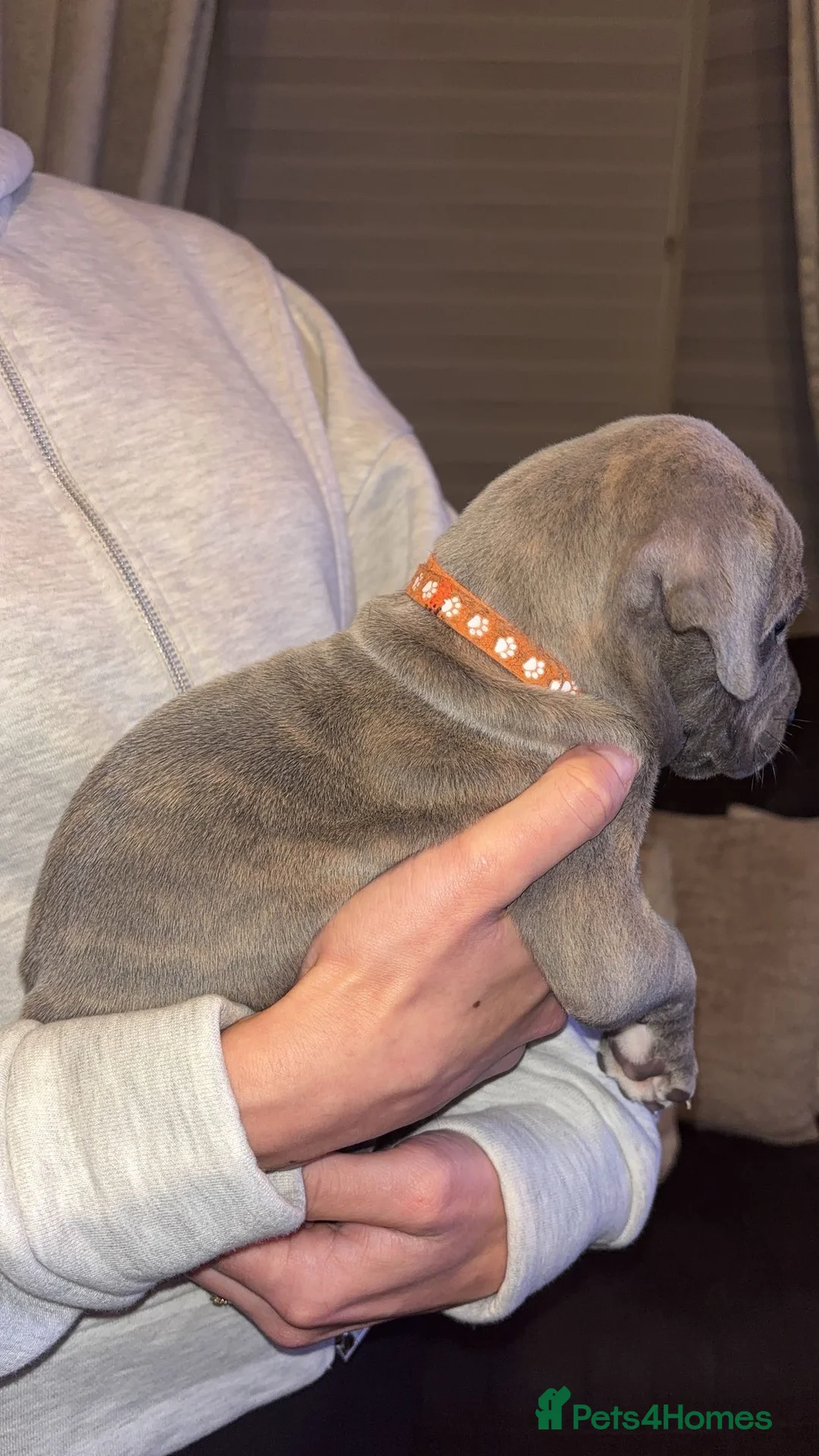 Mixed Breed dogs for sale: Stunning Cane Corso x Presa Canario Puppies  - Advert 25
