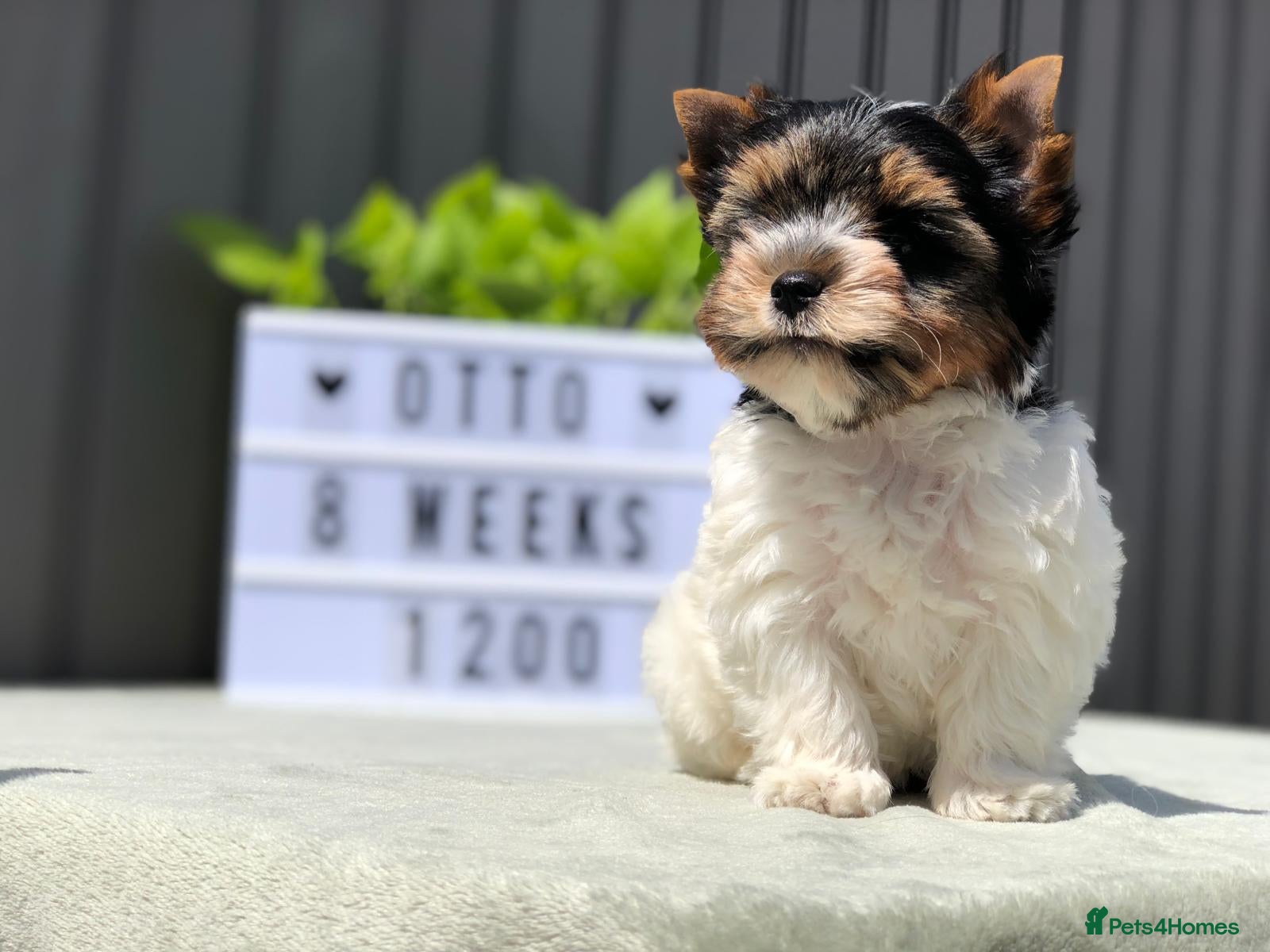 Yorkshire Terrier dogs One boy left Biewer Terriers! - Advert 2