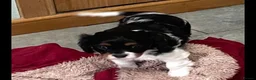 Cavalier King Charles Spaniel dogs for sale: Available Cavalier king Charles Spaniel  in Bristol - Advert 18