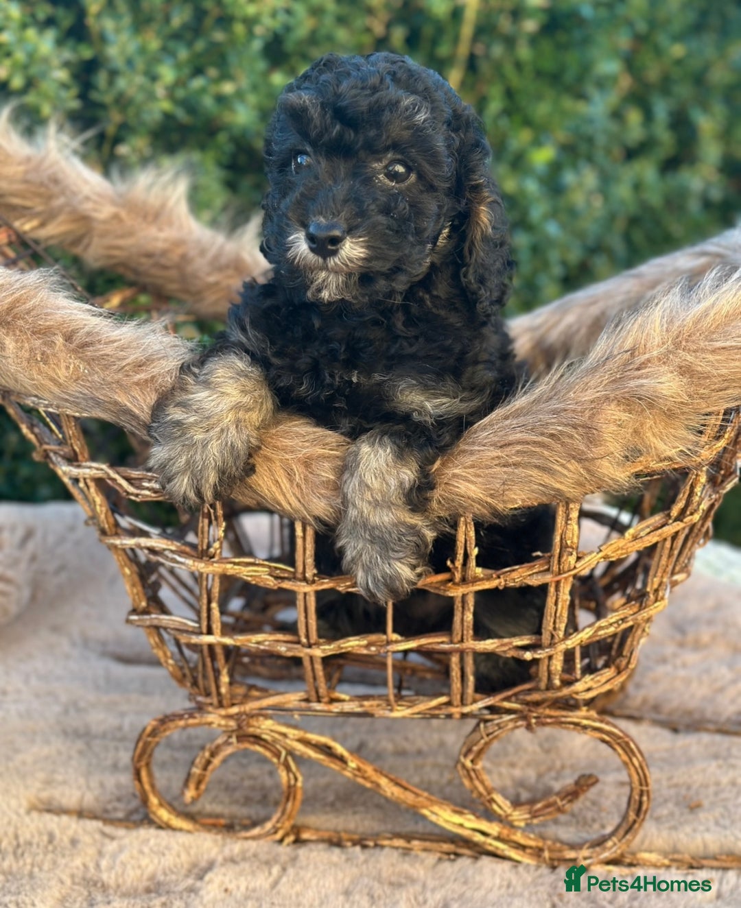 Miniature Poodle dogs for sale: Stunning miniature poodle  - Advert 12