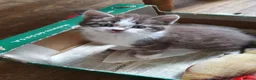Mixed Breed cats for sale: Fun Fun Fun - Advert 8