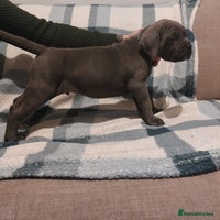 Cane Corso dogs - Advert 6