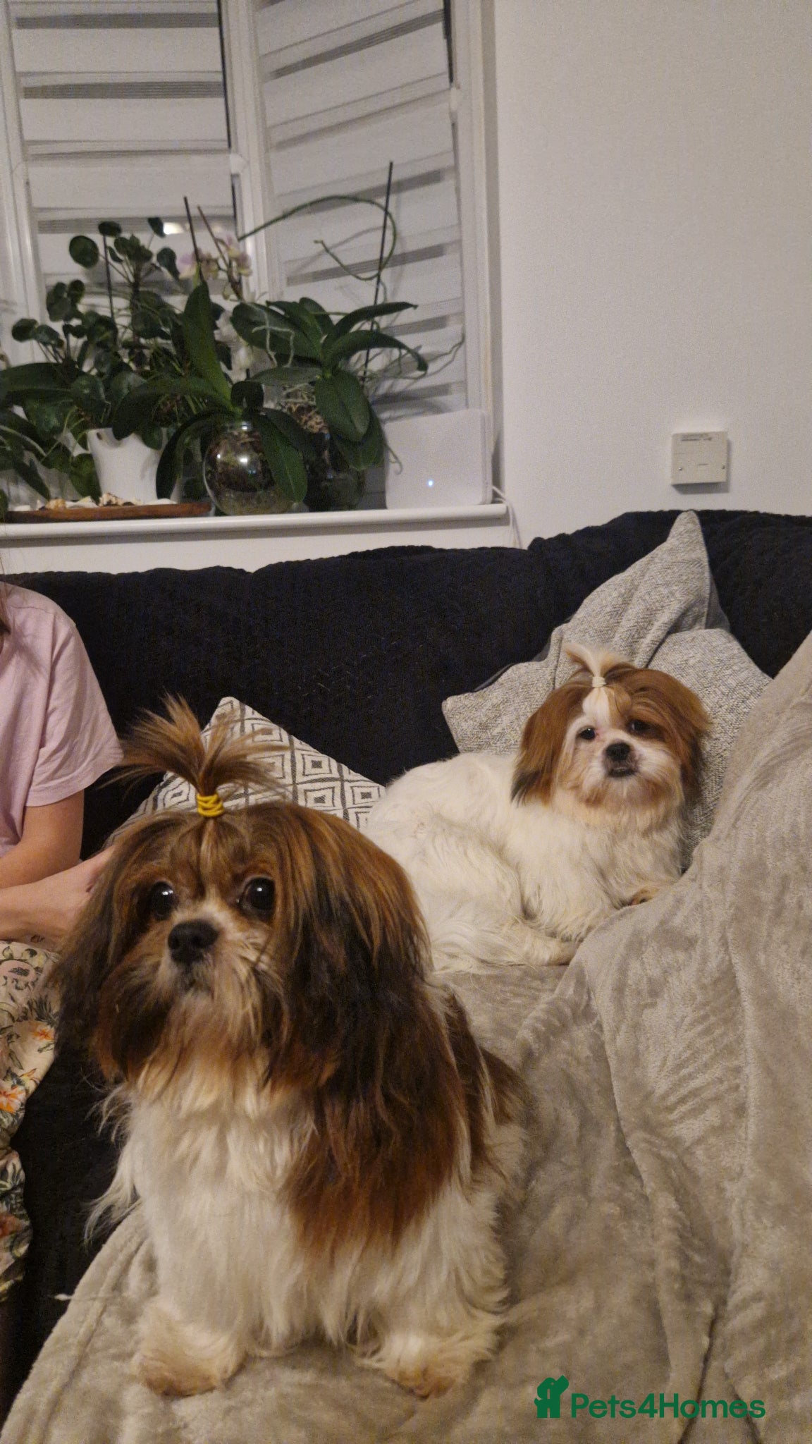 Shih Tzu dogs Shih tzu puppies  - Advert 4