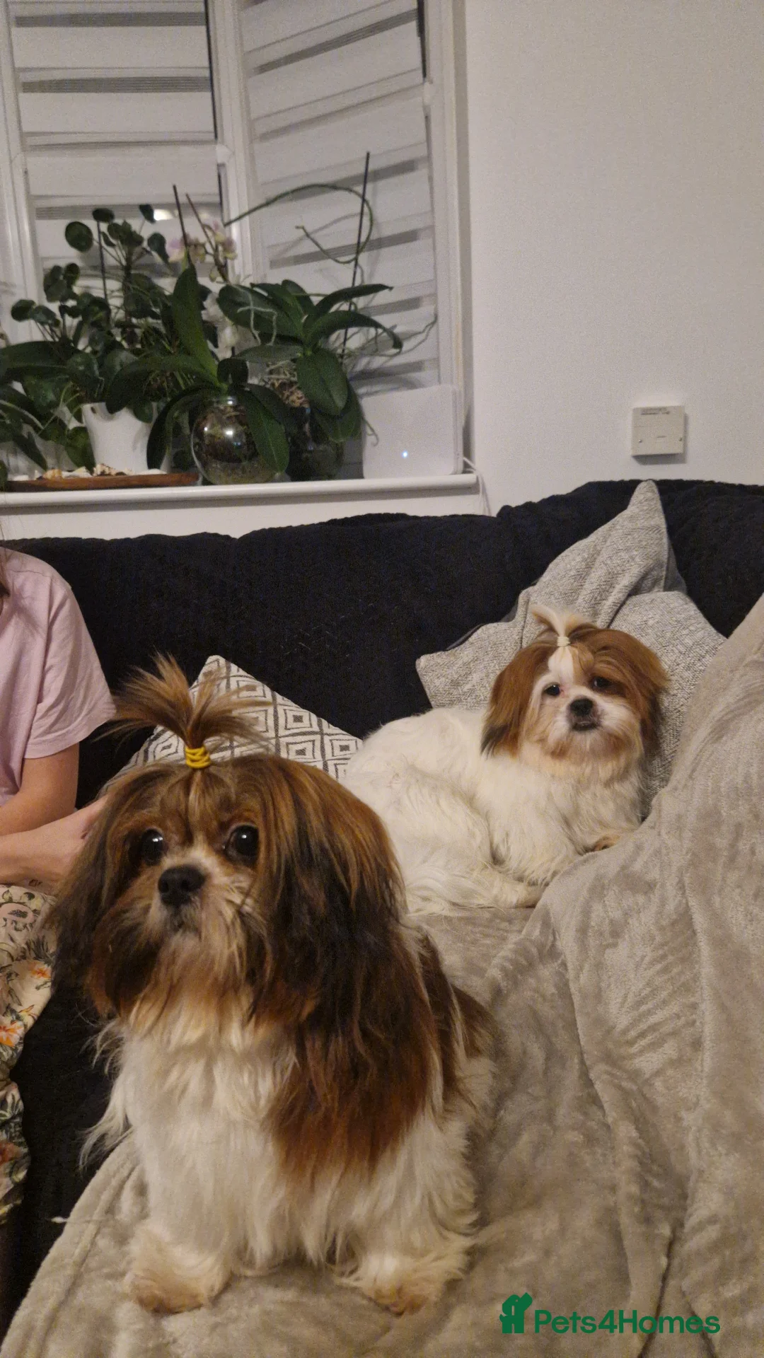 Shih Tzu dogs for sale: Shih tzu puppies  - Advert 1