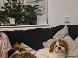 Shih Tzu dogs Shih tzu puppies - Advert 4