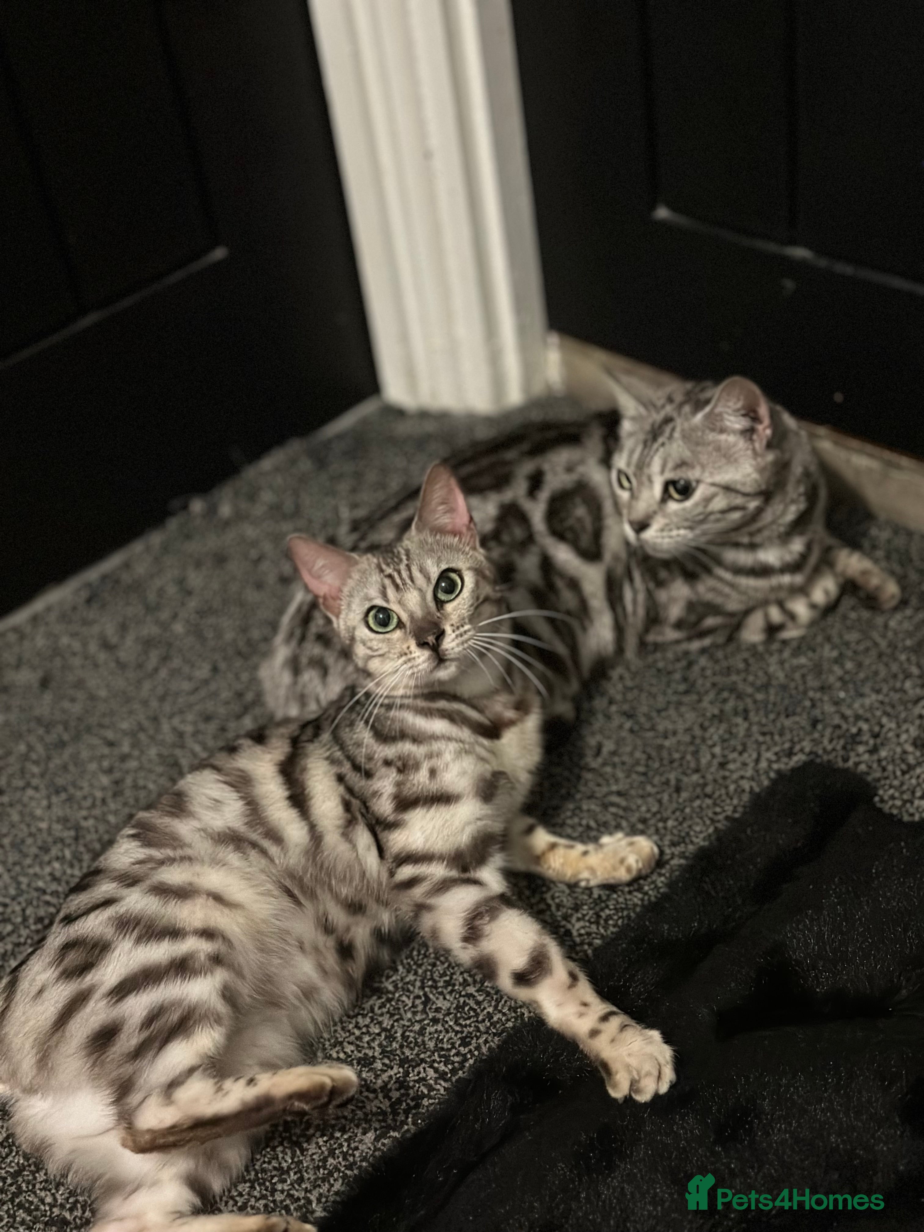 Bengal cats Stunning Silver Bengal Female! (TICA) - Advert 1