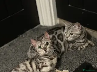 Bengal cats Stunning Silver Bengal Female! (TICA) - Advert 1