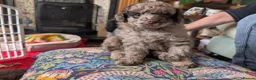 Pomapoo dogs for sale: 4 delightful pomapoo puppies for sale in London - Advert 6
