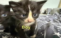 Domestic Shorthair cats for sale: 6 beautiful babies 5 boys and 1 girl - Image 4