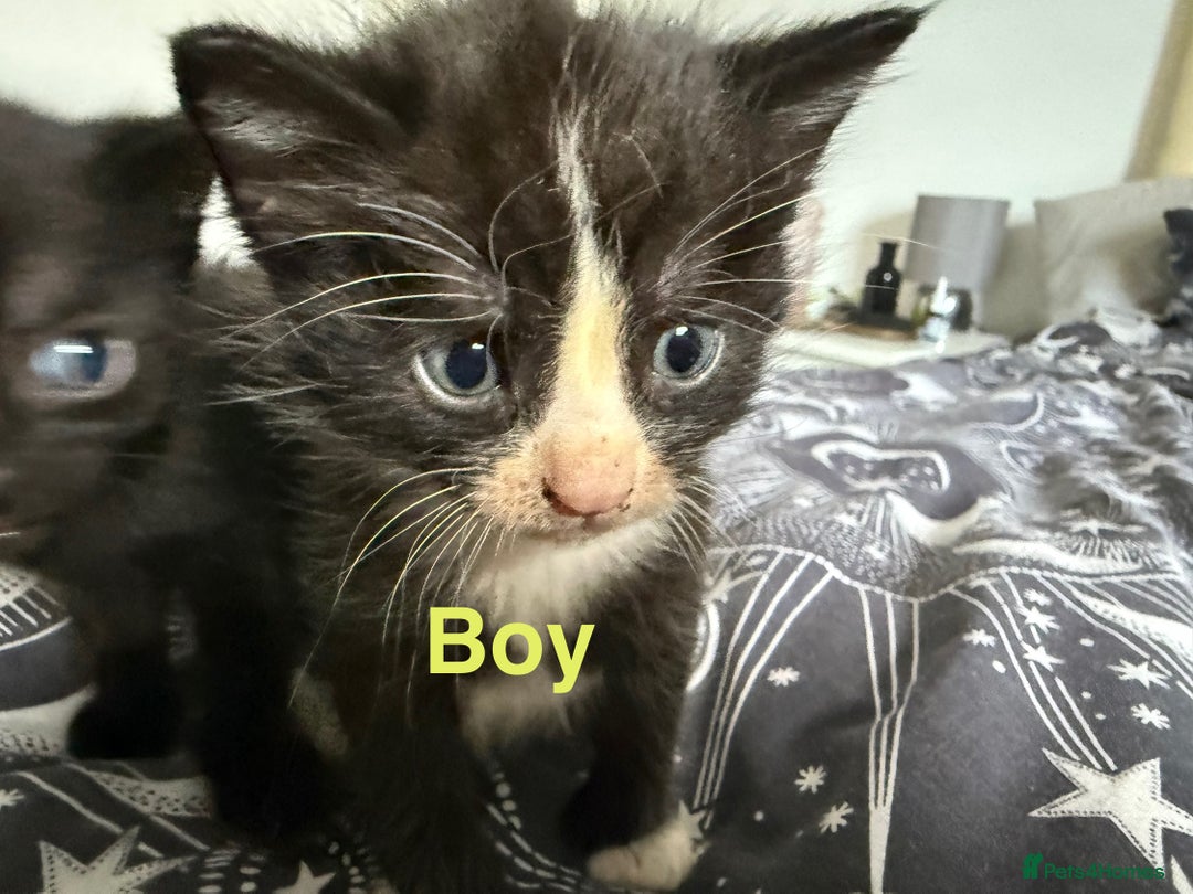 Domestic Shorthair cats for sale: 6 beautiful babies 5 boys and 1 girl - Image 4