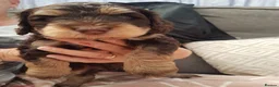 Double Doodle dogs for sale: Gorgeous Australian double doodle puppies - Advert 10