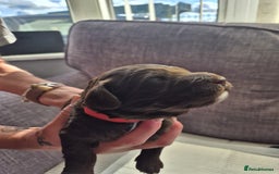 Sproodle dogs for sale: 2 choc girls left and 1 white & brown boy - Image 12