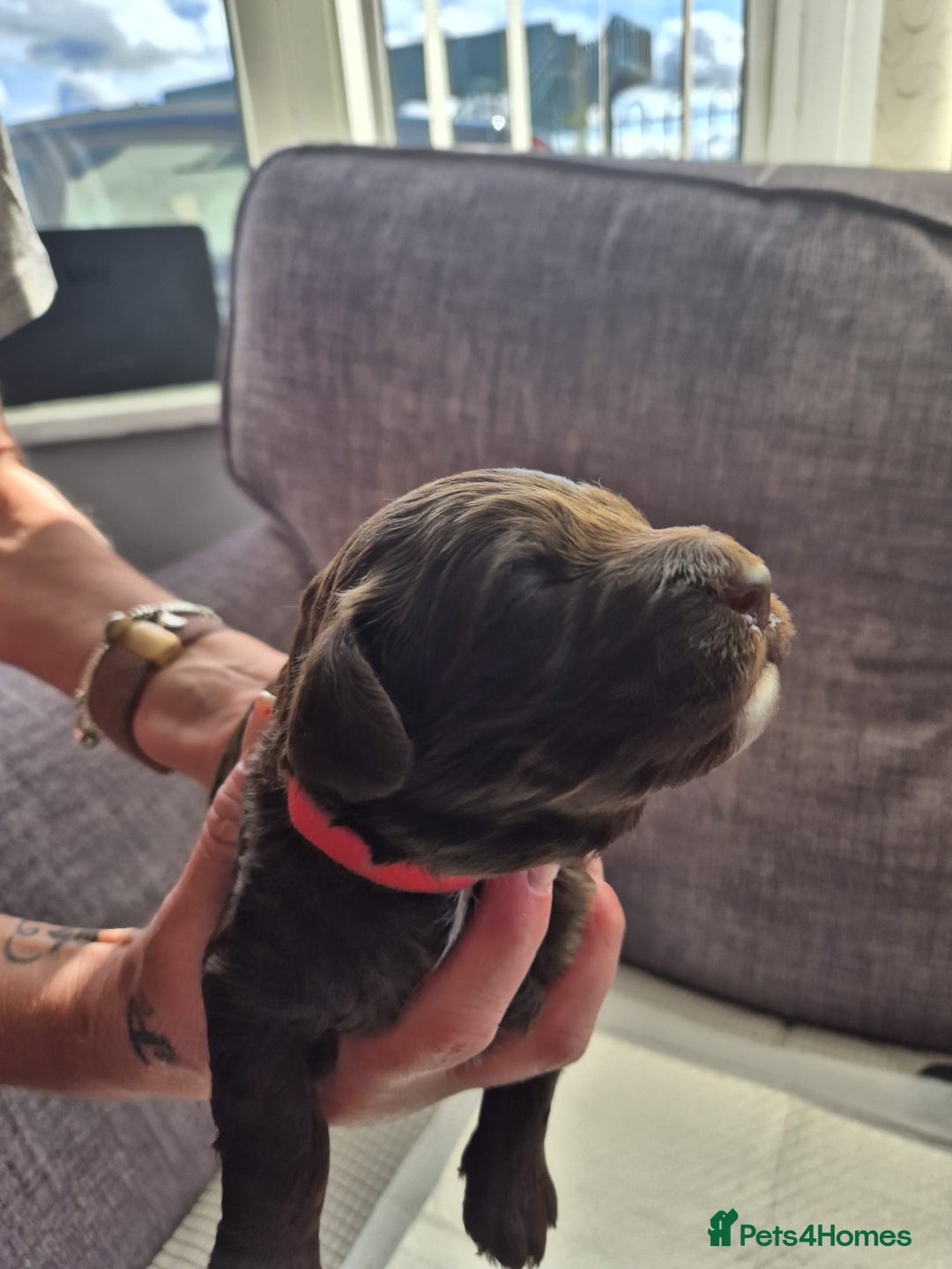 Sproodle dogs for sale: 2 choc girls left and 1 white & brown boy - Image 12
