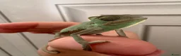 Chameleon reptiles for sale: Yemen Chameleon Babies ✅ 🦎 in Dunmow - Advert 14