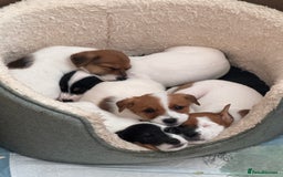 Jack Russell dogs for sale: Jack Russle puppies  - Image 3