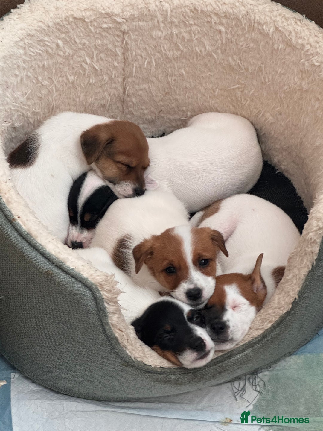 Jack Russell dogs for sale: Jack Russle puppies  - Image 3
