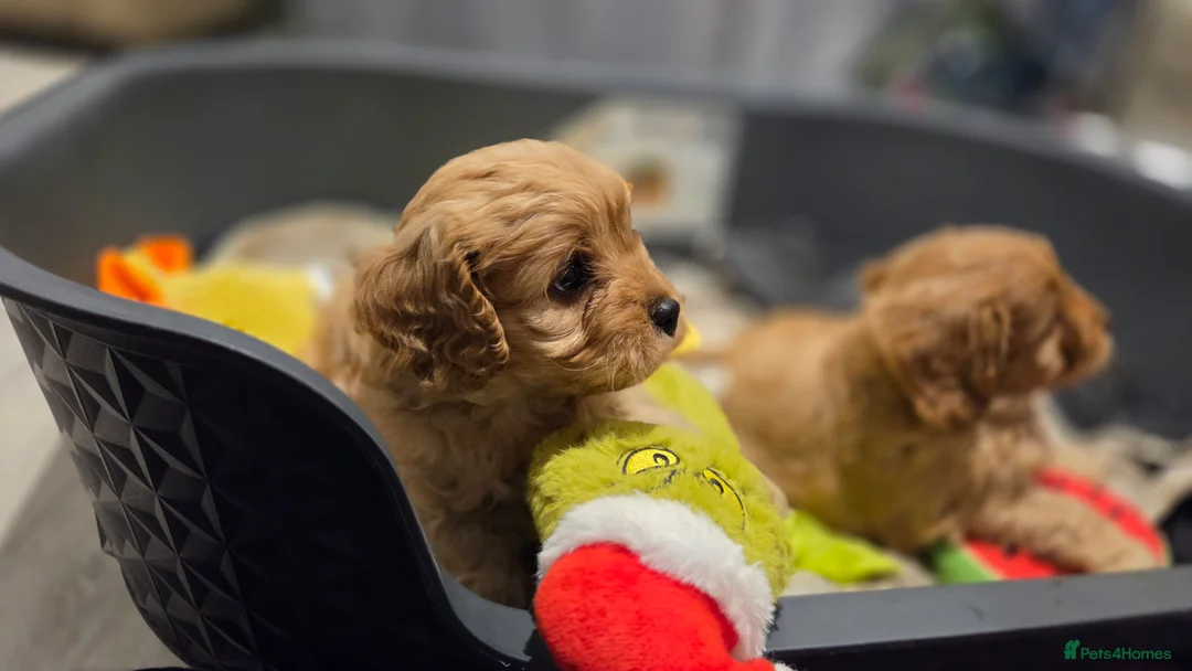 Cavapoo dogs for sale: Beautiful Cavapoo Puppies – Ready from 7th March - Advert 21