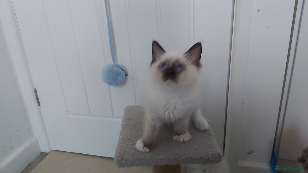 Ragdoll cats for sale: RAGDOLL SEAL POINT BLUE EYES READY NOW! - Image 8