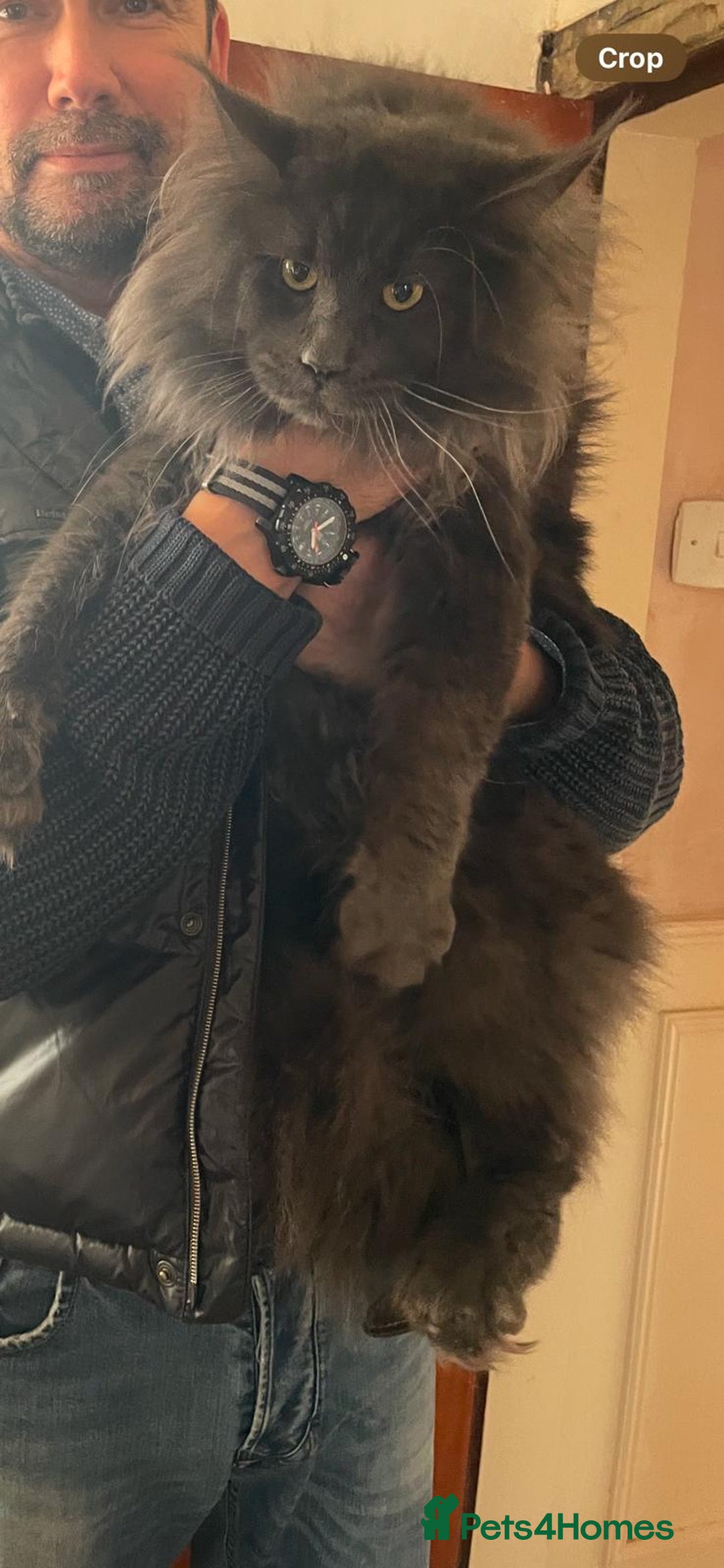 Maine Coon cats for stud: Stunning solid blue maine coon studs - Advert 2