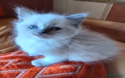 Ragdoll cats for sale: Ragdoll kittens  - Image 1