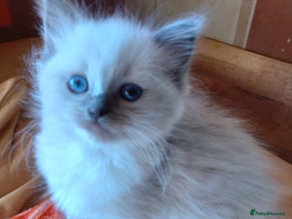 Ragdoll cats for sale - Advert 1