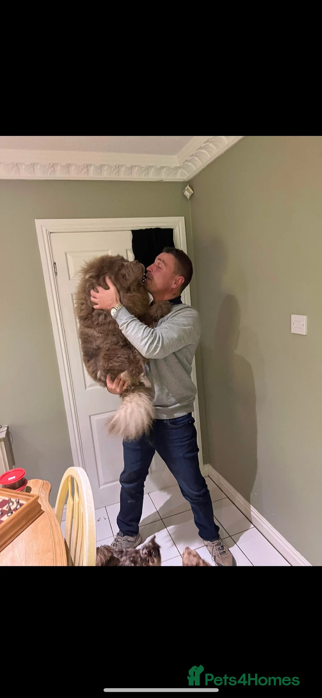 Chow Chow dogs for stud: stunning lilac chow stud in Doncaster - Advert 5