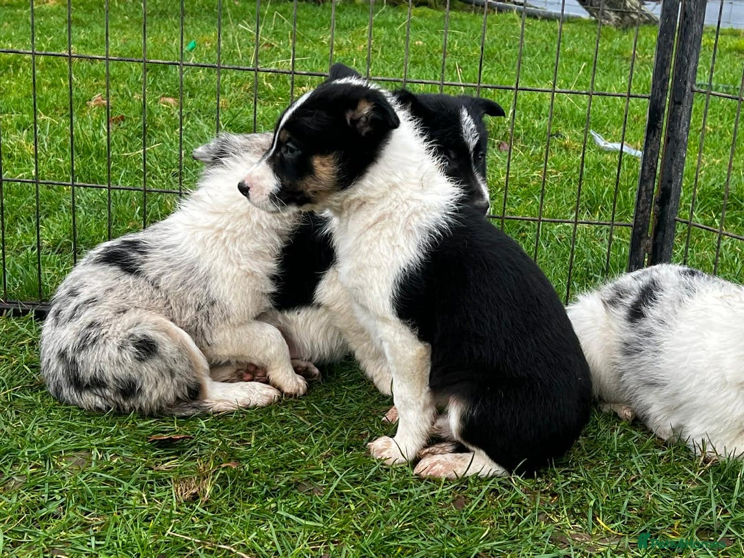 Border Collie dogs for sale: 5 Beautiful Blue Merle Border Collie Puppies - Advert 14