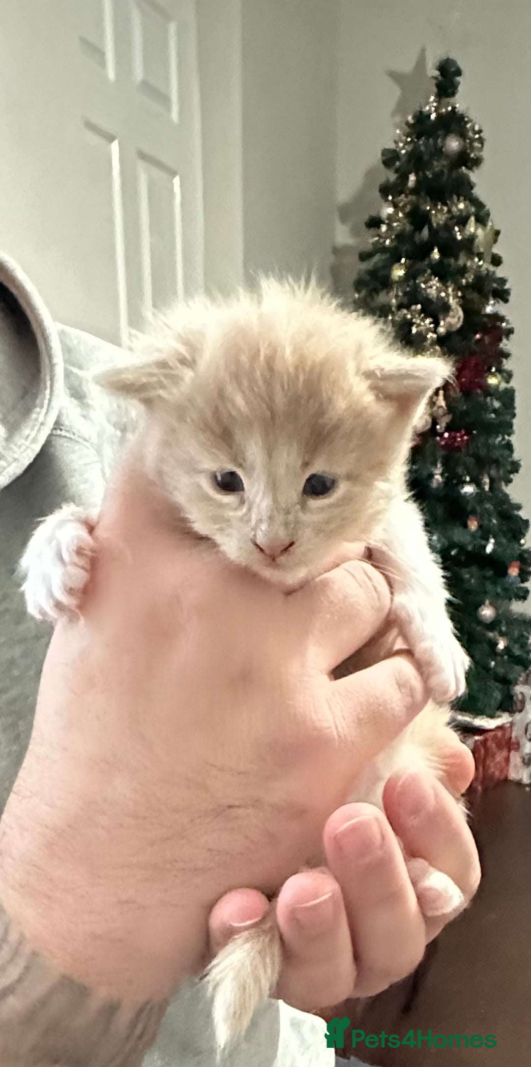 Maine Coon cats for sale: Maine coon kittens - Advert 4