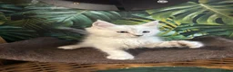 Maine Coon cats for sale: Tica registered polydactyl Maine coons  - Advert 15