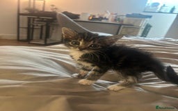 Mixed Breed cats for sale: 2 beautiful kittens ready to go! - Image 1