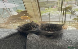 Mixed Breed cats for sale: Last one left! Mixed Breed Mini Maine Coon Dupes - Image 15