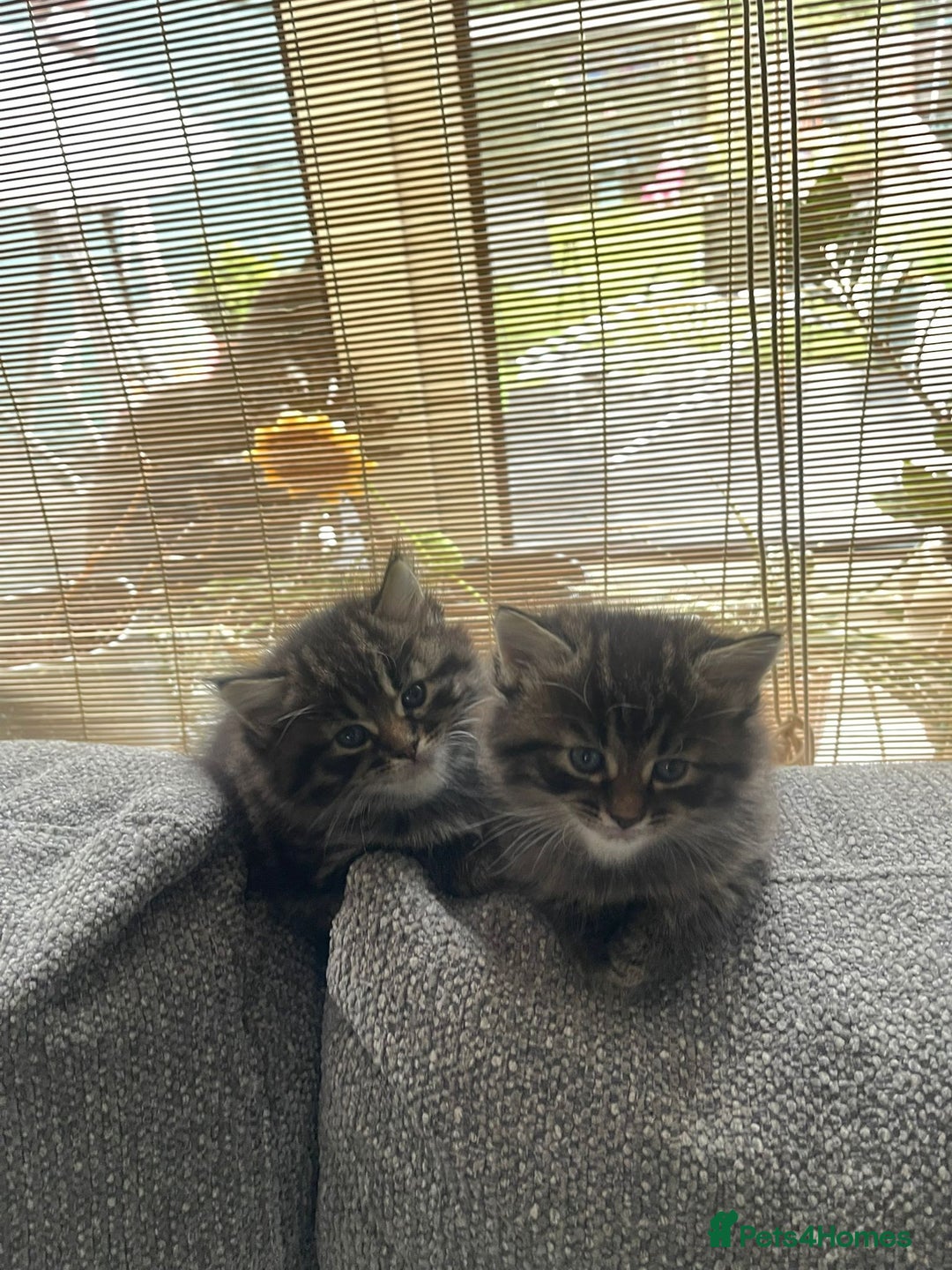 Mixed Breed cats for sale: Last one left! Mixed Breed Mini Maine Coon Dupes - Image 15