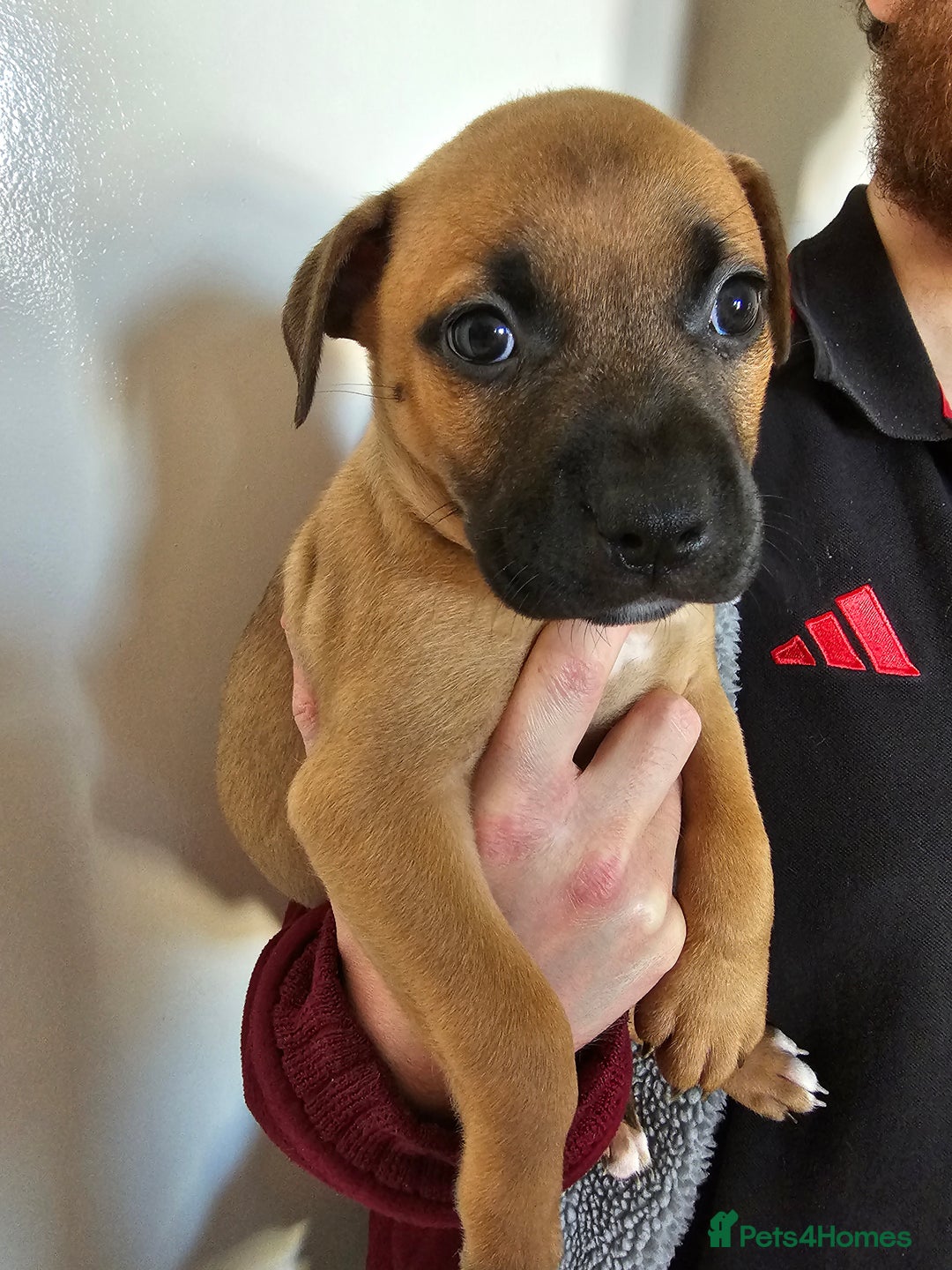 Bullmastiff dogs for sale: Bullmastiff puppy female  - Image 10
