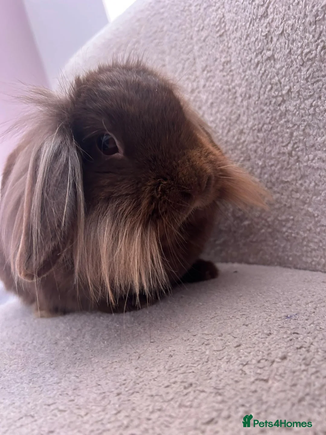 Mini Lion Lop rabbits for sale: Daisy the mini lion lop - Advert 3