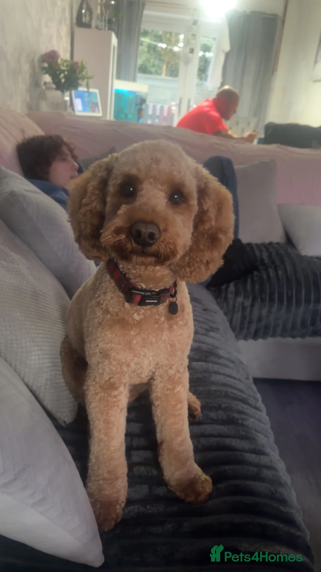 Cockapoo dogs for stud: Reginald for stud  - Advert 3