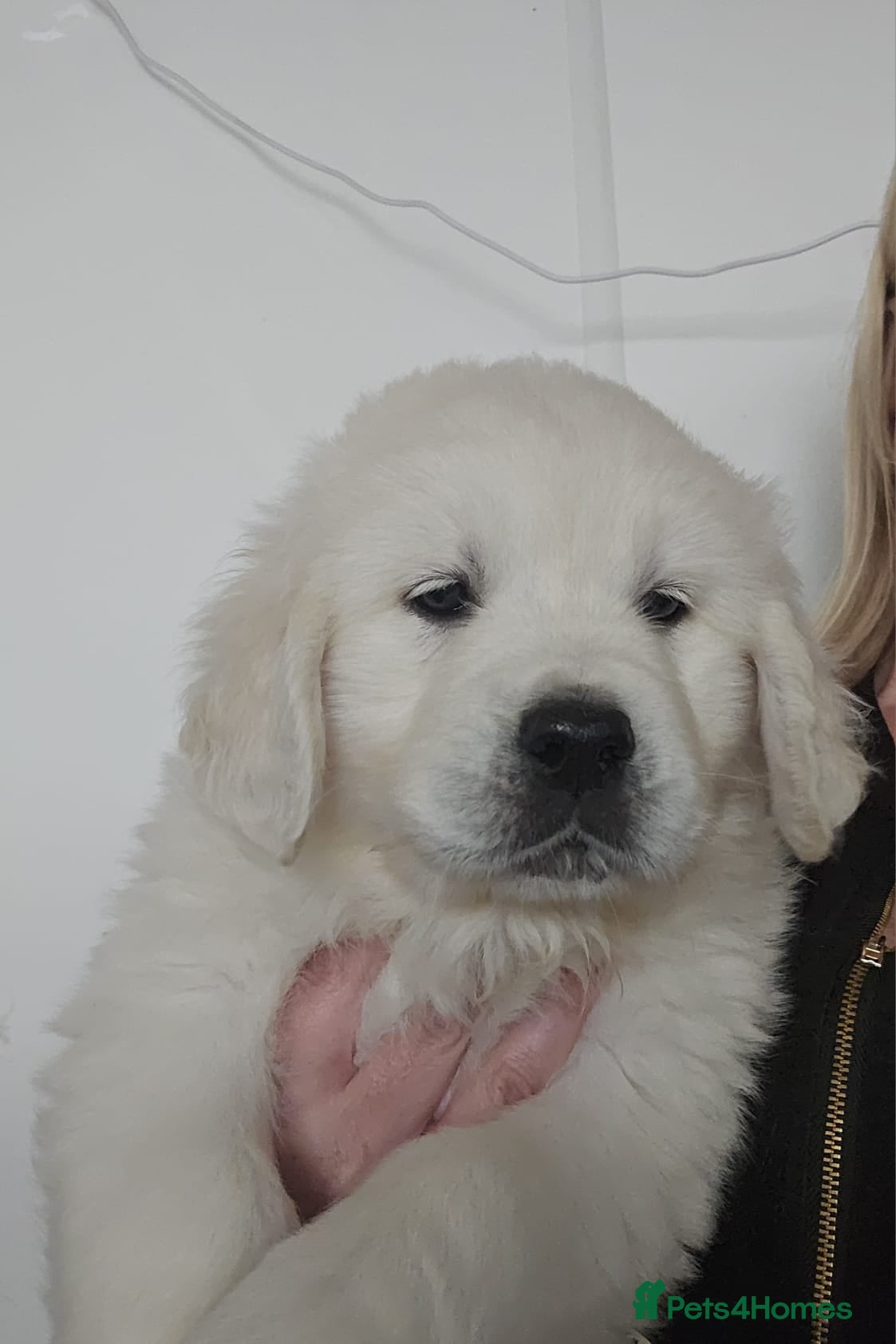 Golden Retriever dogs Extensively Health Tested English Cream Puppies - Advert 2