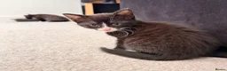 Domestic Shorthair cats for sale: 4 kittens for sale!  in Spalding - Advert 5