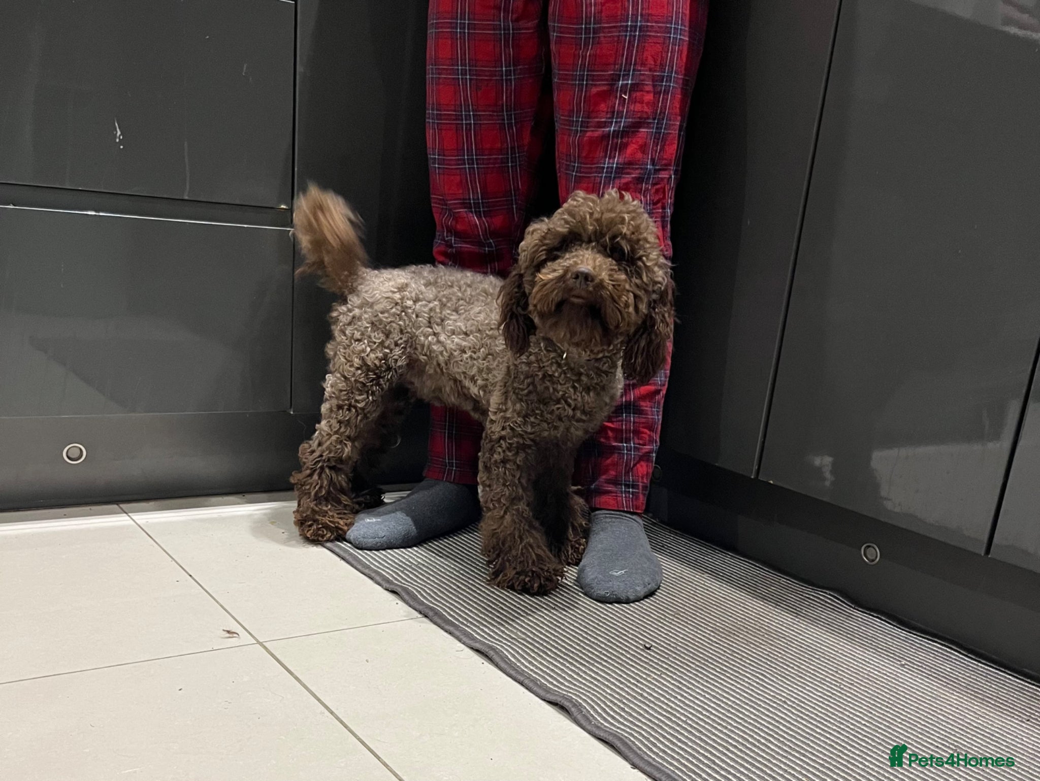 Miniature Poodle dogs GORGEOUS CHOCOLATE MINIATURE POODLE FOR STUD 💙🐩 - Advert 1