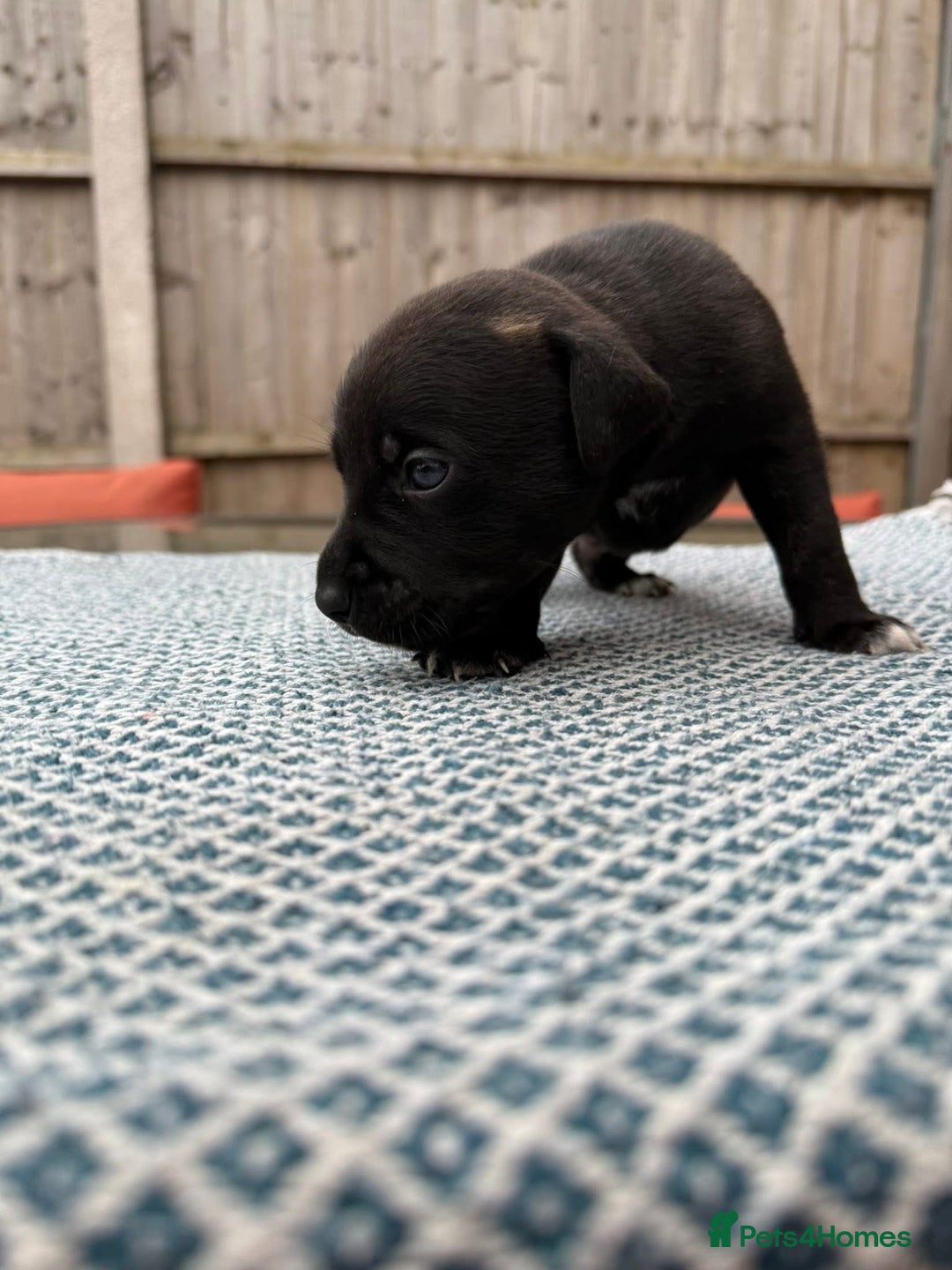 Mixed Breed dogs for sale: Staffordshire bull terrier cross whippets - Image 5