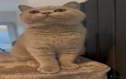 British Shorthair cats for sale: LILAC BRITISH SHORTHAIR FEMALE  GCCF ACTIVE - Image 7