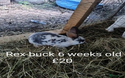 New Zealand rabbits for sale: Rex, New Zealand and lops available  - Image 1