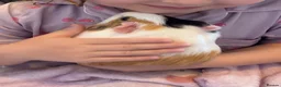 Guinea Pig rodents for sale: 2 Female Guinea Pigs  - Advert 9